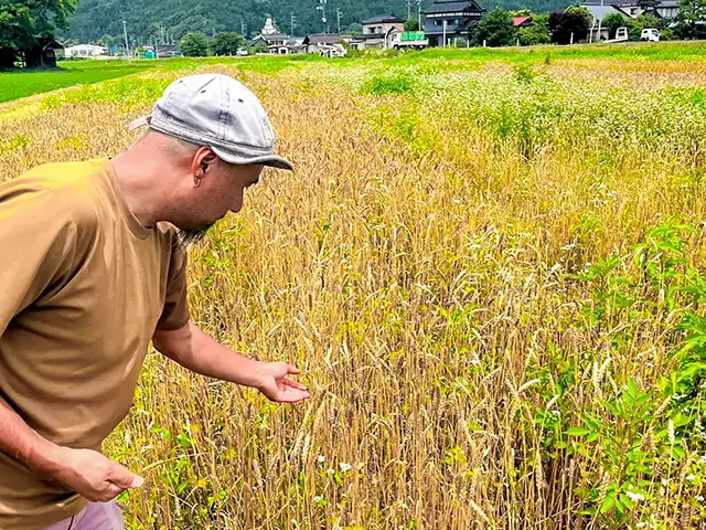 おかげさまで2026年も小麦の刈り取りが始まっております！– 庄内小麦普及活動【article no.71～83】